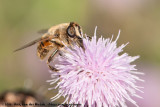 Drone Fly<br><i>Eristalis tenax</i>