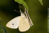 Small White<br><i>Pieris rapae rapae</i>