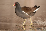 Common Moorhen<br><i>Gallinula chloropus chloropus</i>