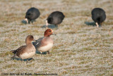 Eurasian Wigeon<br><i>Mareca penelope</i>