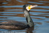 Great Cormorant<br><i>Phalacrocorax carbo sinensis</i>