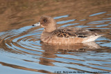 Eurasian Wigeon<br><i>Mareca penelope</i>