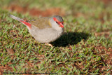 Red-Browed Finch<br><i>Neochmia temporalis temporalis</i>