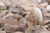 Western Cattle Egret<br><i>Bubulcus ibis</i>