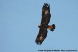 Golden Eagle<br><i>Aquila chrysaetos homeyeri</i>