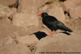 Red-Billed Chough<br><i>Pyrrhocorax pyrrhocorax barbarus</i>