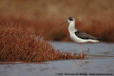 Black-Winged Stilt<br><i>Himantopus himantopus</i>