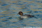 Common Goldeneye<br><i>Bucephala clangula clangula</i>