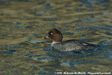 Common Goldeneye<br><i>Bucephala clangula clangula</i>