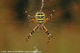Wasp Spider<br><i>Argiope bruennichi bruennichi</i>
