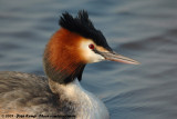 Great Crested Grebe<br><i>Podiceps cristatus cristatus</i>