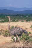 Somali Ostrich<br><i>Struthio molybdophanes</i>