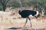 Somali Ostrich<br><i>Struthio molybdophanes</i>