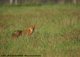 Red FoxVulpes vulpes vulpes