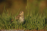 Mistle Thrush<br><i>Turdus viscicorus viscivorus</i>