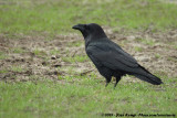 Northern Raven<br><i>Corvus corax corax</i>