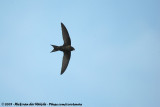 Common Swift<br><i>Apus apus apus</i>