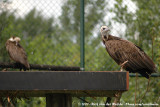 Hooded Vulture<br><i>Necrosyrtes monachus</i>