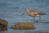 Bar-Tailed Godwit<br><i>Limosa lapponica lapponica</i>