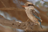 Striped Kingfisher<br><i>Halcyon chelicuti chelicuti</i>