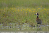 White-Faced Whistling DuckDendrocygna viduata