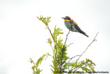 European Bee-EaterMerops apiaster