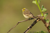 Yellow-Fronted Canary<br><i>Serinus mozambicus mozambicus</i>