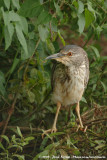 Black-Crowned Night-HeronNycticorax nycticorax nycticorax