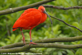 Scarlet Ibis<br><i>Eudocimus ruber</i>