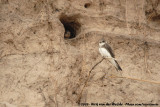 Sand Martin<br><i>Riparia riparia riparia</i>