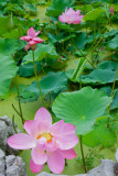 Suzhou: Lotus garden