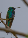 Bolivia, La Paz: humming bird