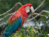 Bolivia: macaw