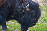 YellowStone