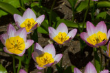 Tulip