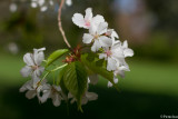 Cherry blossom
