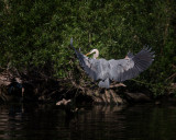 Great Blue Heron