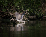 Black Crowned Night Heron