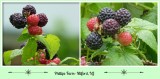 Phillips Farm Collage Black Raspberries