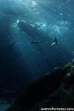 Georgia Aquariums Ocean Voyager