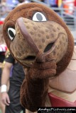Maryland Terrapins mascot