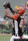 Cincinnati Bengals TE Jermaine Gresham