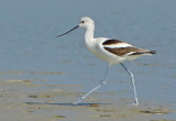 American Avocet