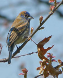 Blue Grosbeak