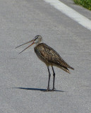 Marbled Godwit