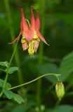 Columbine