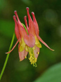 Columbine