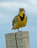 Western Meadowlark