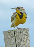 Western Meadowlark