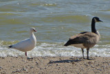Rosss Goose